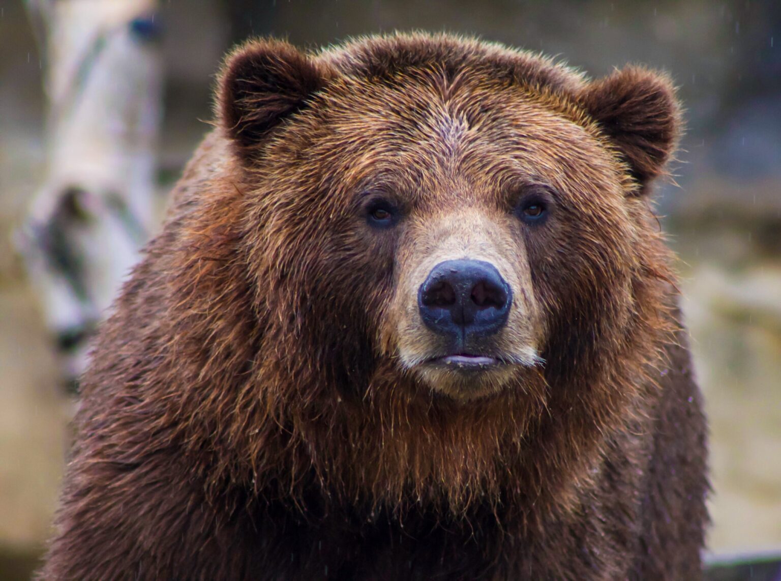 Bitcoin Bearish Sign: Exchanges Observe Rising Reserves